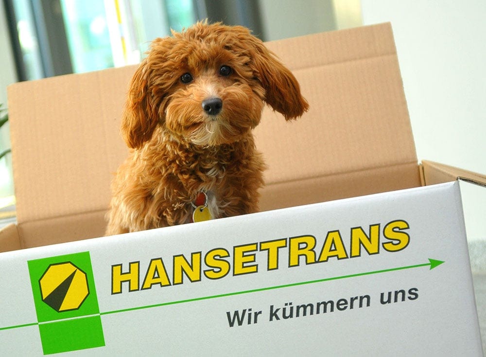 Ein brauner Welpe sitzt in einem Karton mit der Aufschrift „hansetrans Gewerbe-Umzüge – wir kümmern uns“ auf der Seite.